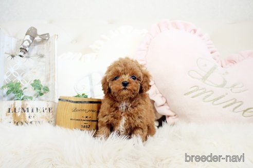 成約済の佐賀県のトイプードル-300054の5枚目