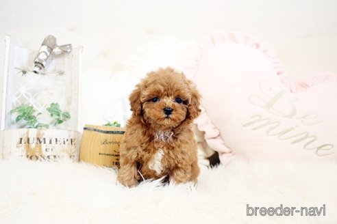 成約済の佐賀県のトイプードル-300054の4枚目