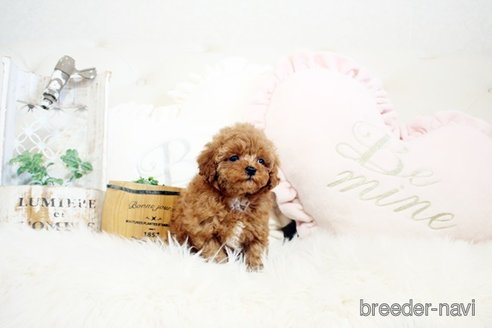 成約済の佐賀県のトイプードル-300054の3枚目