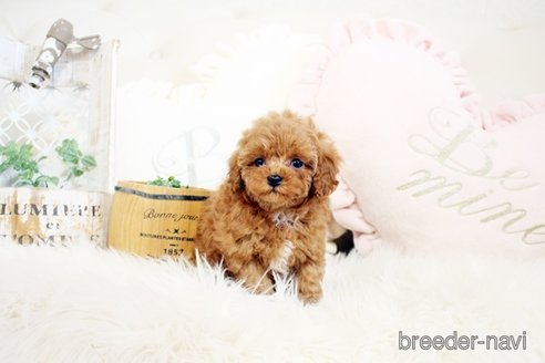 成約済の佐賀県のトイプードル-300054の2枚目