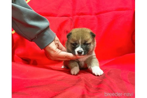 成約済の奈良県の豆柴-300073の3枚目