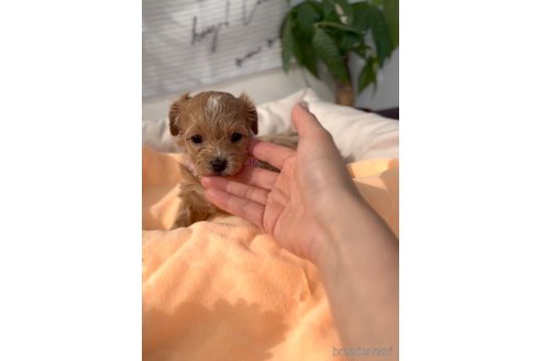 成約済の福岡県のマルプー:マルチーズ×トイプードル-300105の3枚目