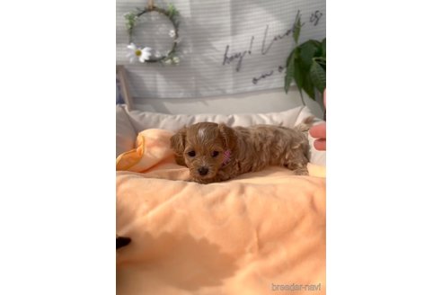 成約済の福岡県のマルプー:マルチーズ×トイプードル-300105の4枚目