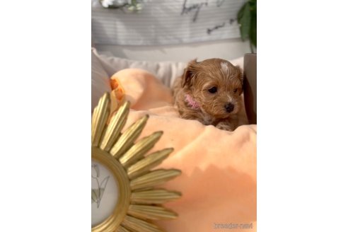 成約済の福岡県のマルプー:マルチーズ×トイプードル-300105の5枚目