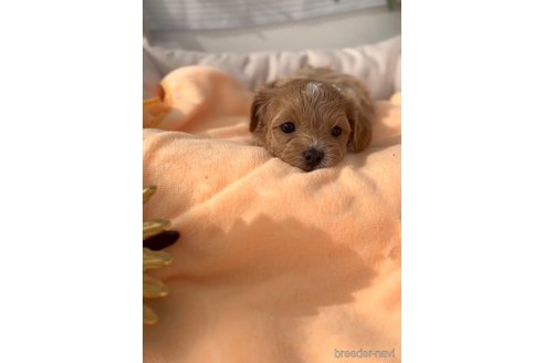 成約済の福岡県のマルプー:マルチーズ×トイプードル-300105の2枚目