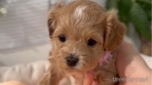 成約済の福岡県のマルプー:マルチーズ×トイプードル-300105の1枚目