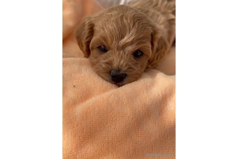 成約済の福岡県のマルプー:マルチーズ×トイプードル-300110の2枚目