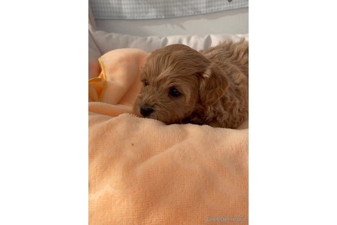 成約済の福岡県のマルプー:マルチーズ×トイプードル-300110の5枚目