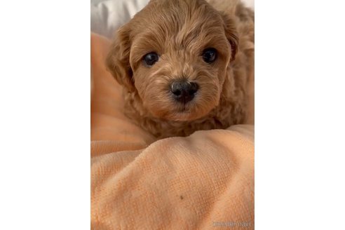 成約済の福岡県のマルプー:マルチーズ×トイプードル-300110の3枚目