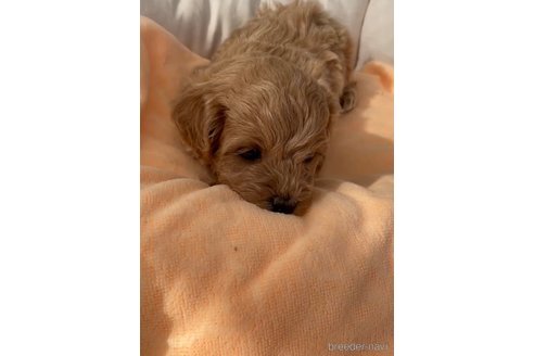 成約済の福岡県のマルプー:マルチーズ×トイプードル-300110の4枚目