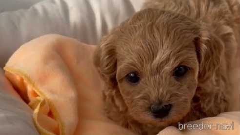 成約済の福岡県のマルプー:マルチーズ×トイプードル-300110の1枚目