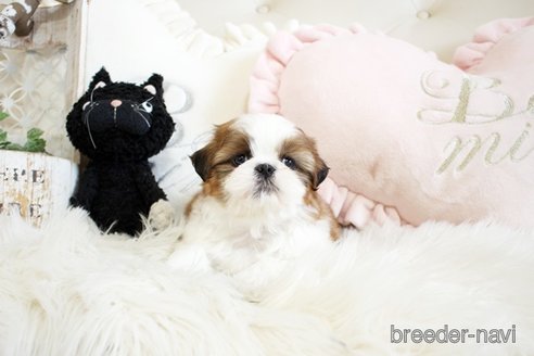 成約済の佐賀県のシーズー-297652の5枚目