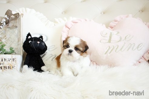 成約済の佐賀県のシーズー-297652の3枚目