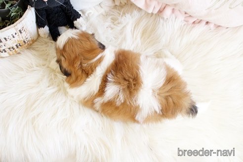 成約済の佐賀県のシーズー-297652の2枚目