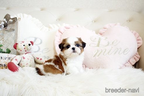 成約済の佐賀県のシーズー-297655の5枚目