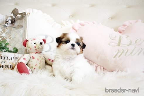 成約済の佐賀県のシーズー-297655の4枚目