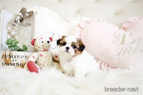 成約済の佐賀県のシーズー-297655の3枚目