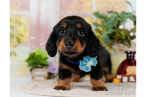 成約済の神奈川県のミニチュアダックスフンド(ロングヘアード)-300206の9枚目
