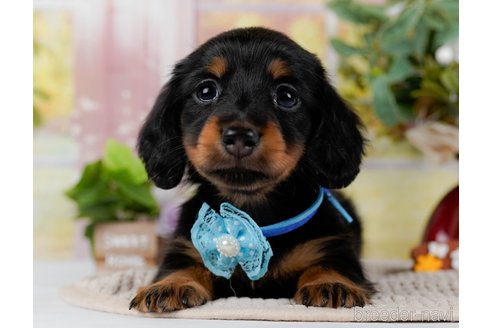 成約済の神奈川県のミニチュアダックスフンド(ロングヘアード)-300206の10枚目