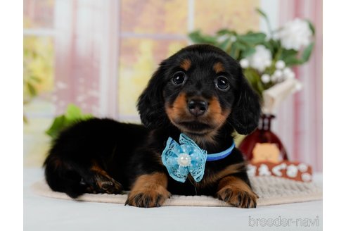 成約済の神奈川県のミニチュアダックスフンド(ロングヘアード)-300206の1枚目
