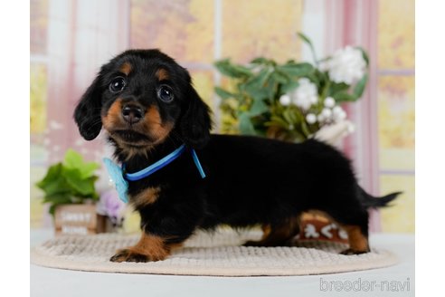 成約済の神奈川県のミニチュアダックスフンド(ロングヘアード)-300206の11枚目