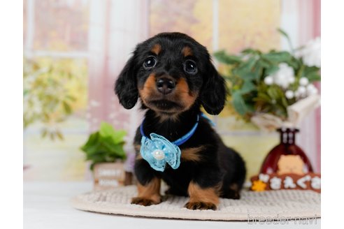 成約済の神奈川県のミニチュアダックスフンド(ロングヘアード)-300206の4枚目