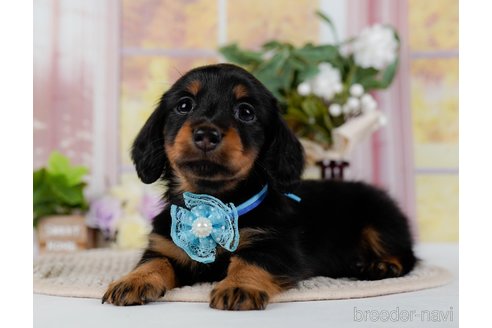 成約済の神奈川県のミニチュアダックスフンド(ロングヘアード)-300206の6枚目