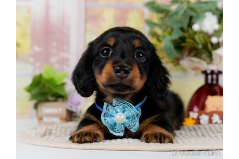 成約済の神奈川県のミニチュアダックスフンド(ロングヘアード)-300206の7枚目
