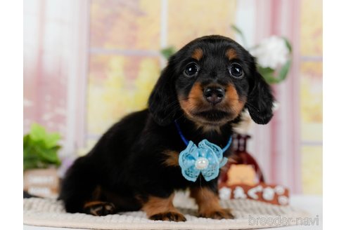 成約済の神奈川県のミニチュアダックスフンド(ロングヘアード)-300206の8枚目