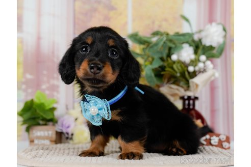 成約済の神奈川県のミニチュアダックスフンド(ロングヘアード)-300206の2枚目