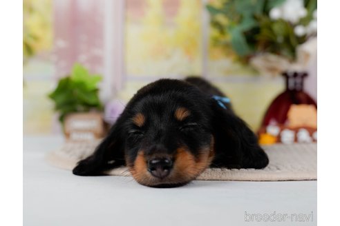 成約済の神奈川県のミニチュアダックスフンド(ロングヘアード)-300206の3枚目
