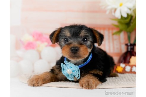 成約済の神奈川県のヨークシャーテリア-300210の1枚目