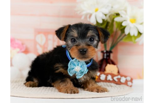 成約済の神奈川県のヨークシャーテリア-300210の4枚目