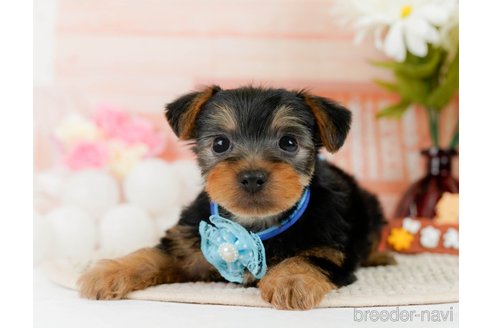 成約済の神奈川県のヨークシャーテリア-300210の5枚目