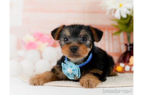 成約済の神奈川県のヨークシャーテリア-300210の7枚目