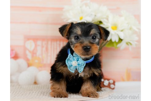 成約済の神奈川県のヨークシャーテリア-300210の6枚目