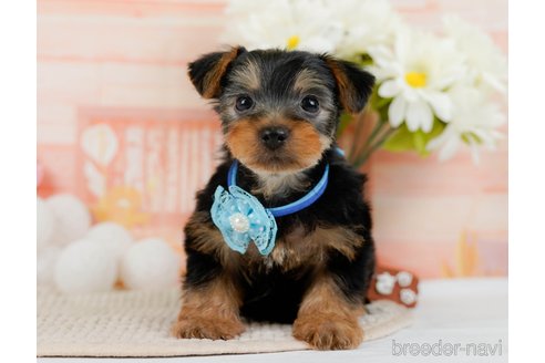 成約済の神奈川県のヨークシャーテリア-300210の2枚目