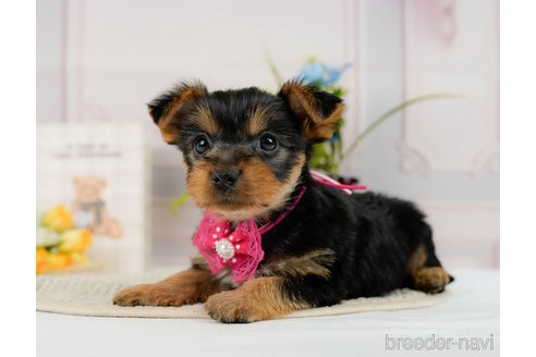 成約済の神奈川県のヨークシャーテリア-300215の5枚目