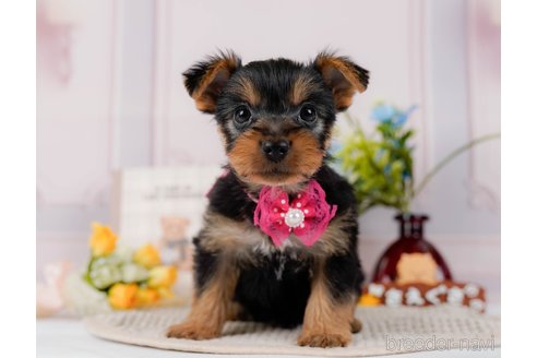 成約済の神奈川県のヨークシャーテリア-300215の6枚目