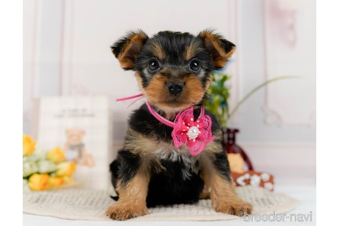 成約済の神奈川県のヨークシャーテリア-300215の7枚目