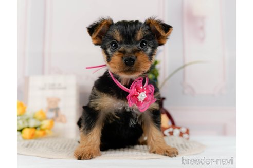 成約済の神奈川県のヨークシャーテリア-300215の8枚目