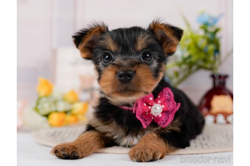 成約済の神奈川県のヨークシャーテリア-300215の1枚目