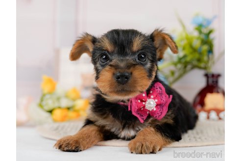 成約済の神奈川県のヨークシャーテリア-300215の3枚目