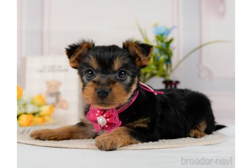 成約済の神奈川県のヨークシャーテリア-300215の4枚目