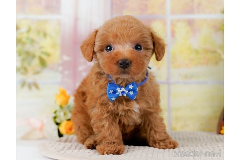 成約済の神奈川県のトイプードル-300216の6枚目