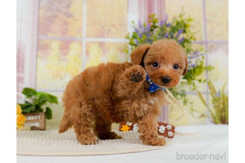 成約済の神奈川県のトイプードル-300216の7枚目