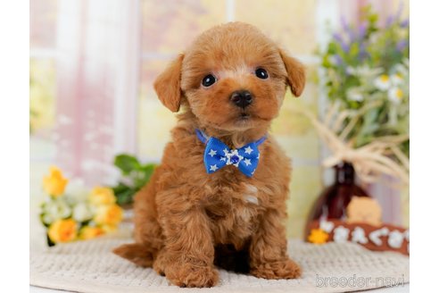 成約済の神奈川県のトイプードル-300216の8枚目