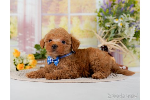 成約済の神奈川県のトイプードル-300216の9枚目