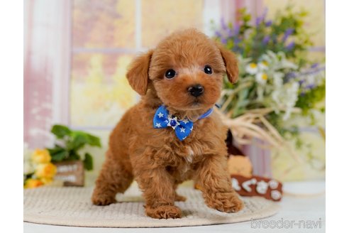 成約済の神奈川県のトイプードル-300216の10枚目