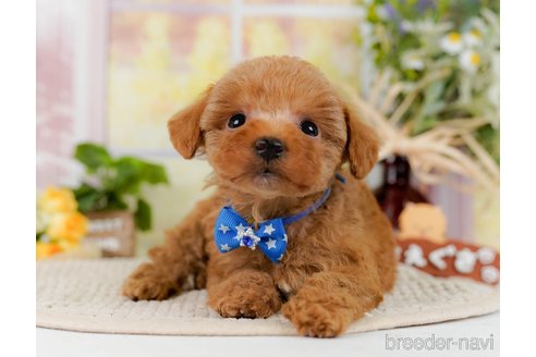 成約済の神奈川県のトイプードル-300216の1枚目